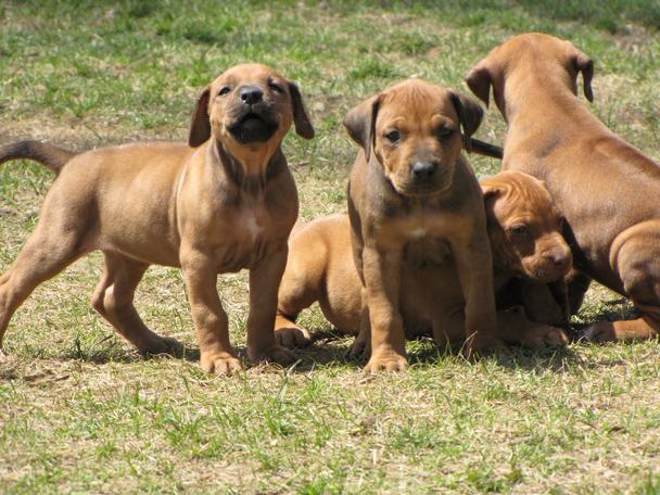 canadian ridgeback